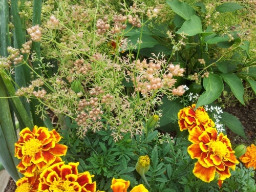 coriander-cilantro seeds