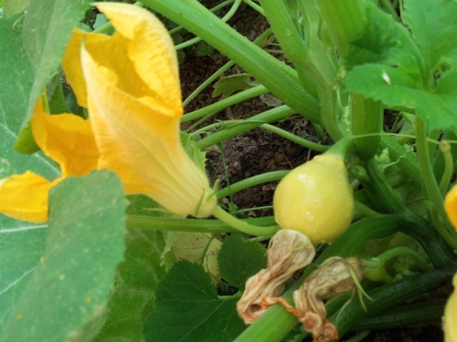patty pan and male flower
