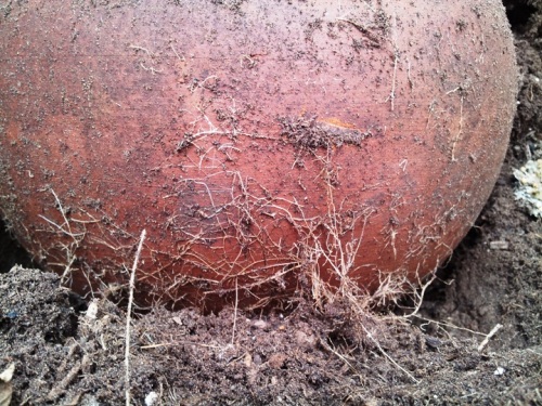 roots at bottom